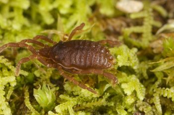 Media type: image;   Invertebrate Zoology 29554